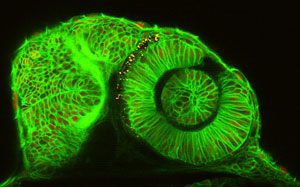 Cellular imaging visual